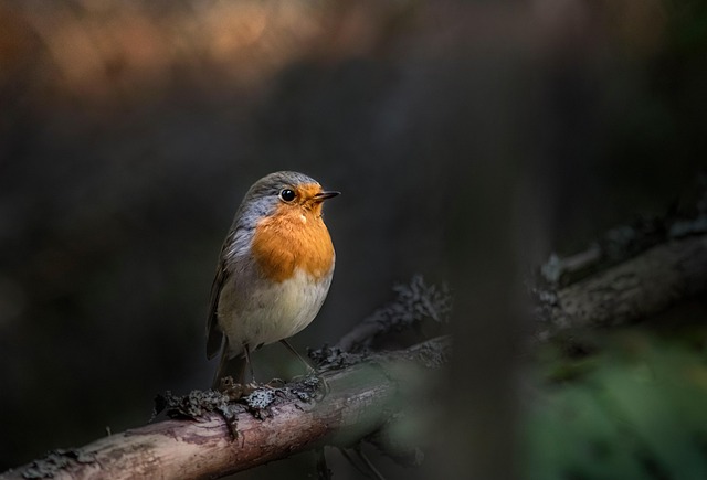 Robin perched near peanut feeder