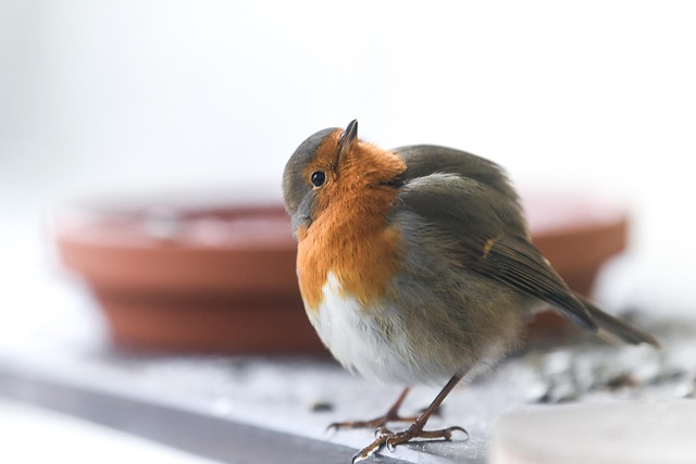 Robin perched near peanut-filled feeder