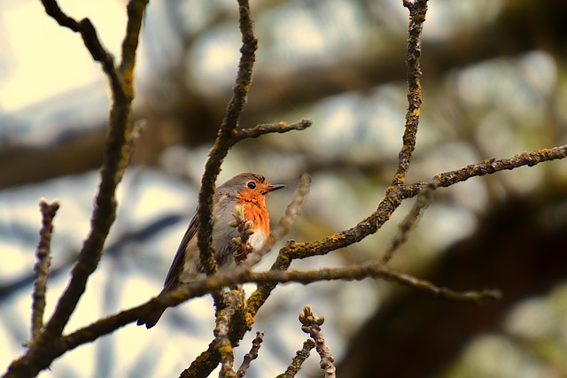 Robin perched near peanut-filled feeder