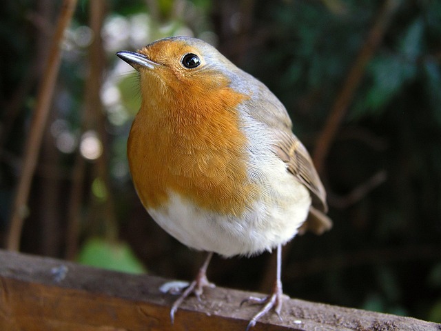 Robin perched near peanut-filled feeder