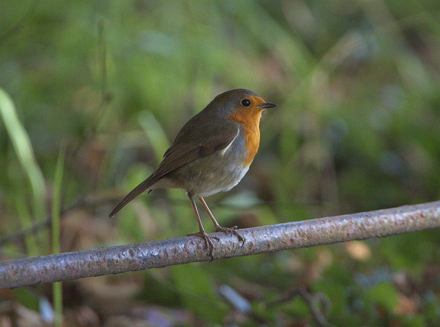 Robin perched near sunflower hearts on table