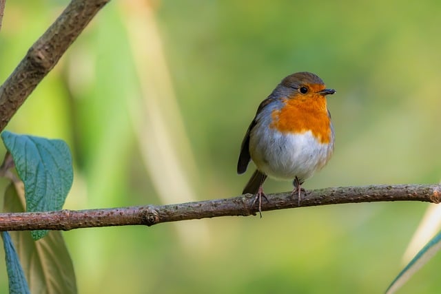 Robin perched near sunflower hearts on table