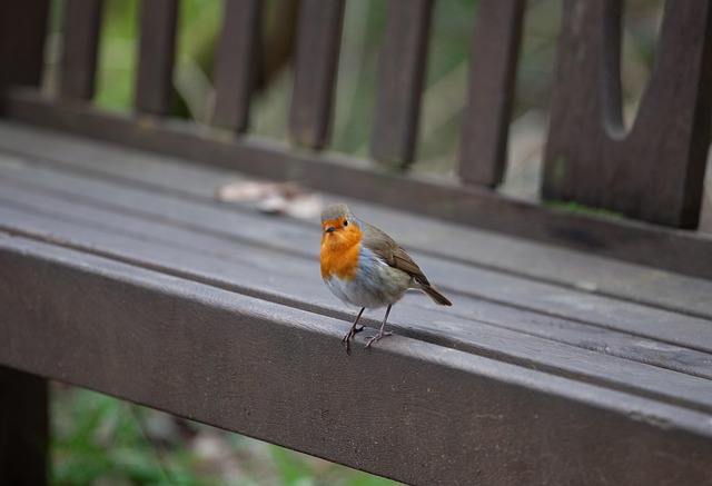 Robin perched near sunflower hearts on table