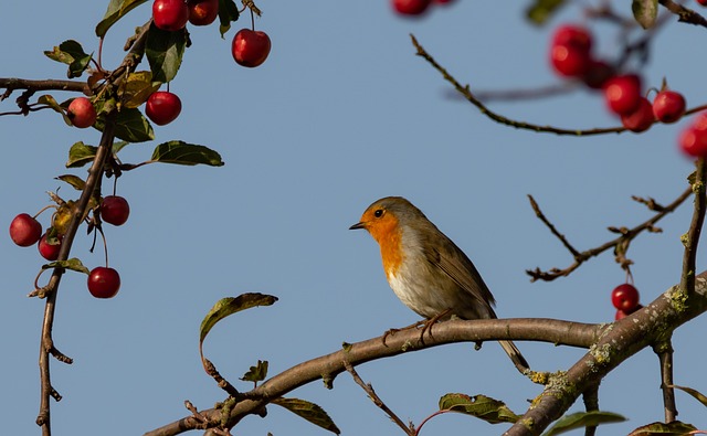 Robin perched near sunflower hearts on table