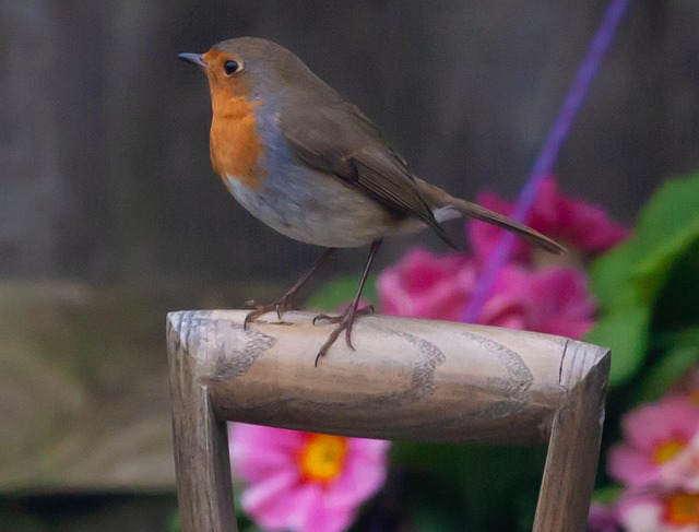 Robin perched near sunflower hearts on table