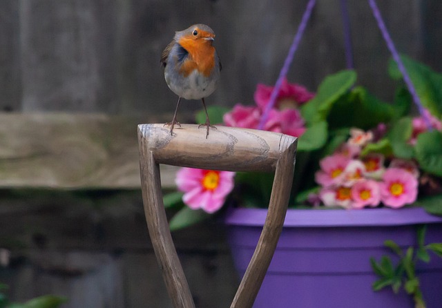 Robin perched near sunflower hearts on table