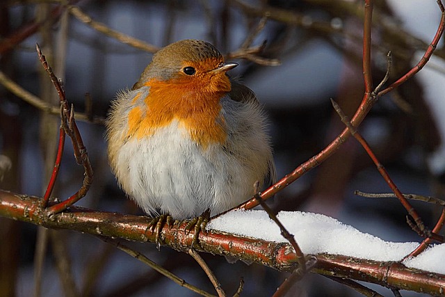 Robin perched near sunflower hearts on table