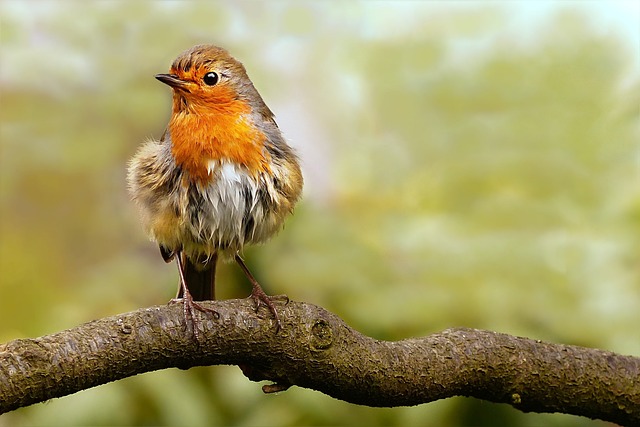 Robin perched on frosty garden fence