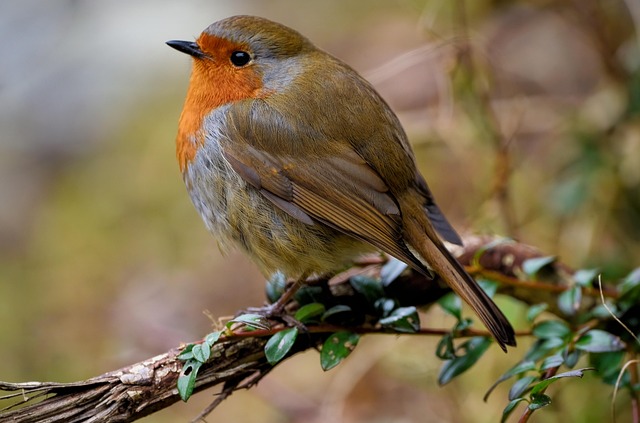 Robin perched on frosty garden fence
