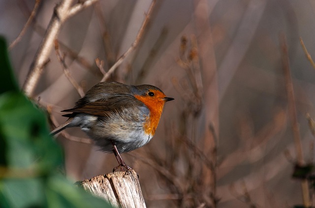 Robin perched on rustic garden bird bath