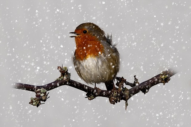 Robin perched on rustic garden bird bath
