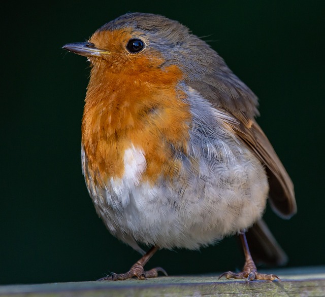 Robin perched on rustic garden bird bath