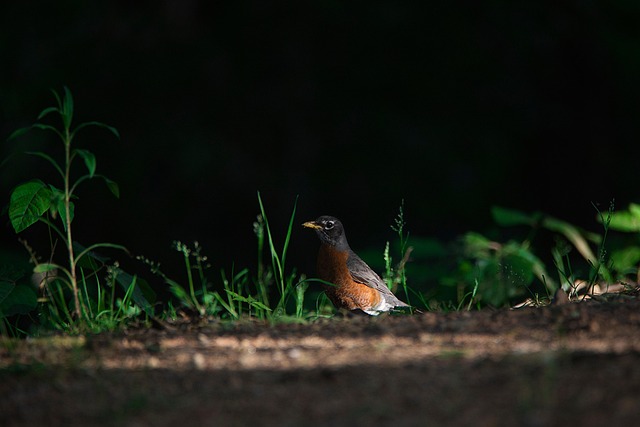 Robin perched on rustic garden bird bath