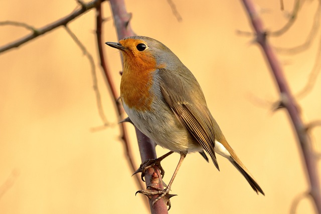 Robin resting near tree trunk