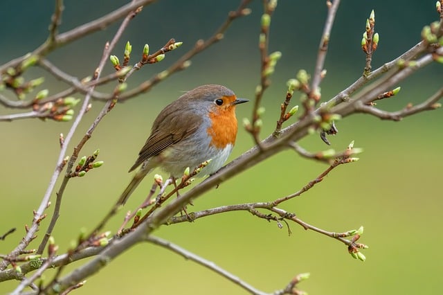 Robin resting near tree trunk