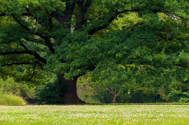 Robin resting near tree trunk