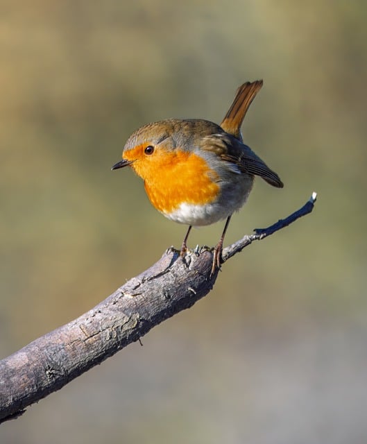Robin with bright red breast perched