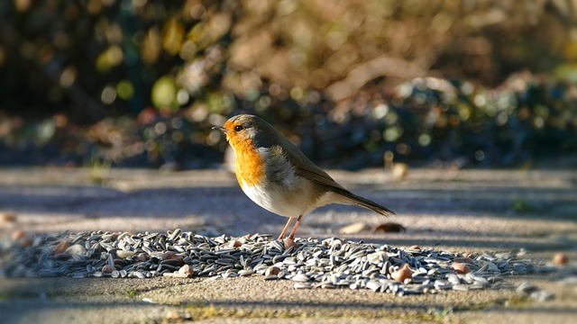 Robin with bright red breast perched