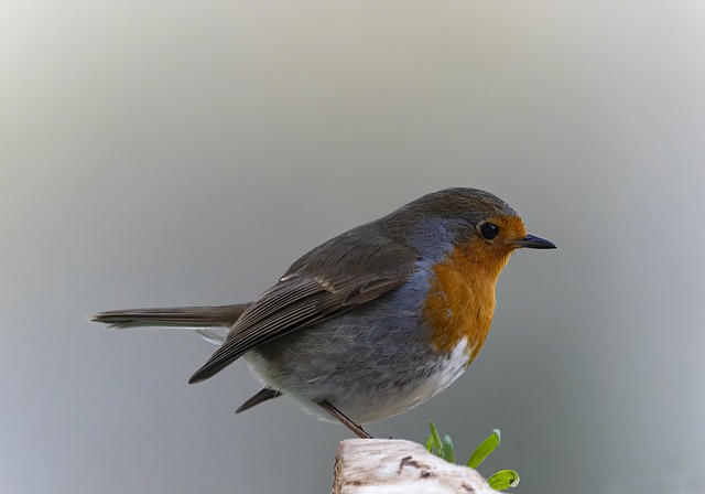 Robin with bright red breast perched