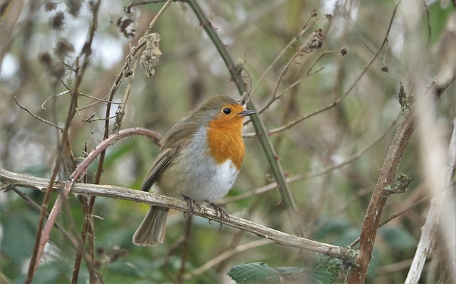 Robin with bright red breast perched