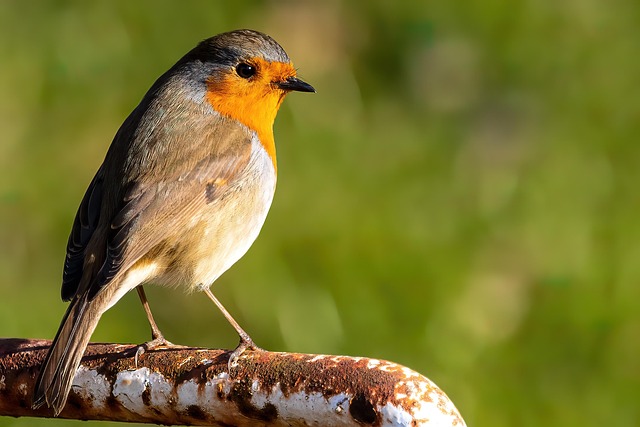 Robin with bright red breast perched