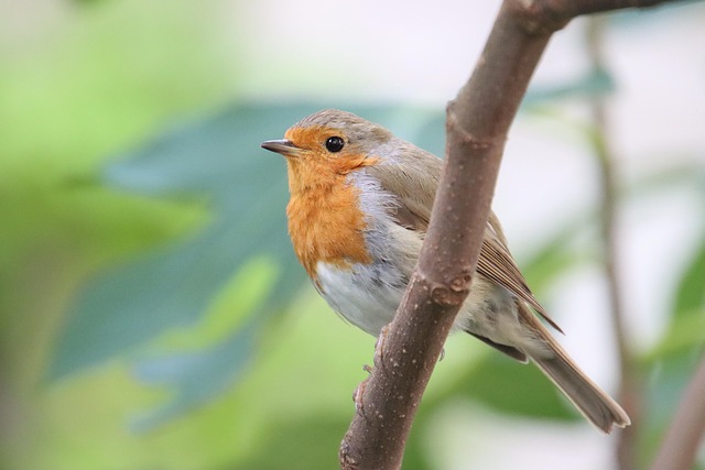 Robin with bright red breast perched