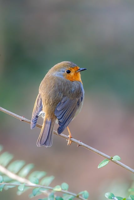 Robin with bright red breast perched