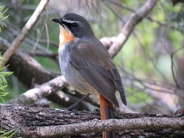 Robin with bright red breast perched