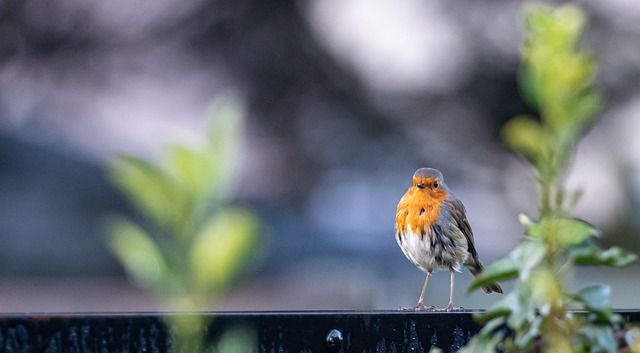 Robin with bright red breast perched