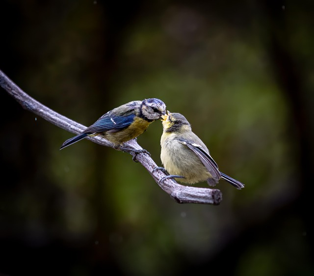 Robins and tits pecking suet pieces