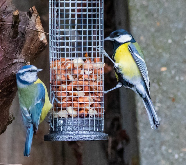 Robins and tits pecking suet pieces