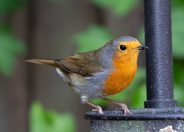 Robins eating from suet pellet pile