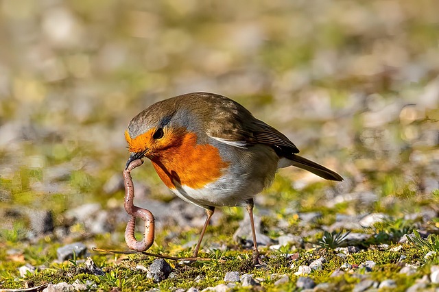Robins eating mealworms from hand