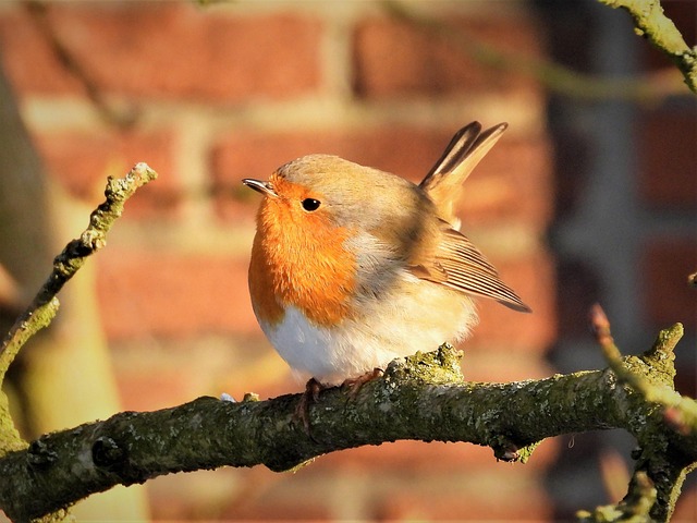 Robins eating mealworms from hand