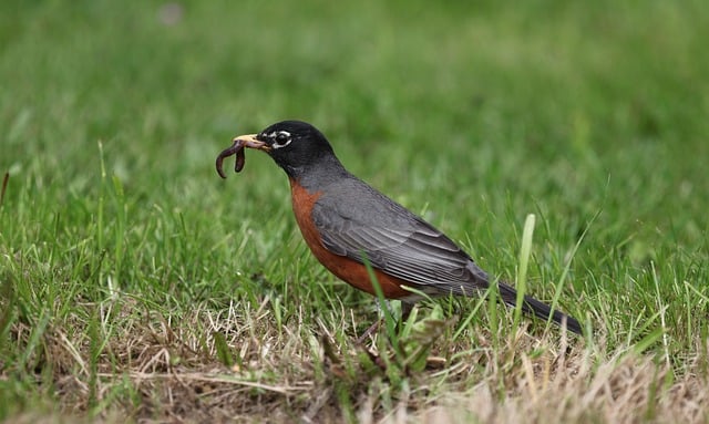 Robins feeding on chopped fruit pieces