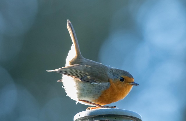 Robins feeding on high-energy seed mix