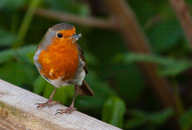 Robins feeding on high-energy seed mix