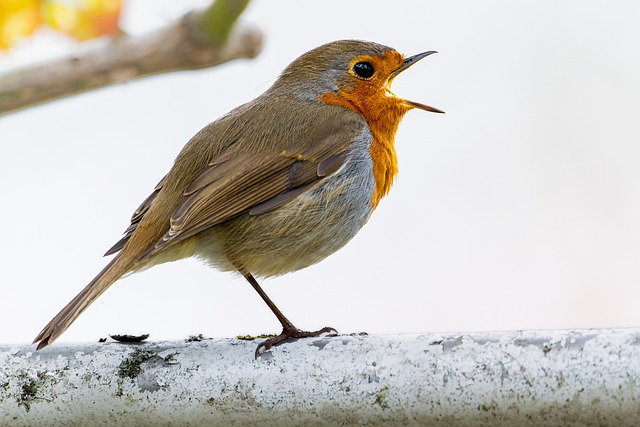 Robins feeding on low garden tray