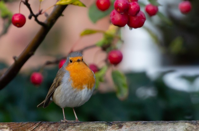 Robins feeding on low garden tray