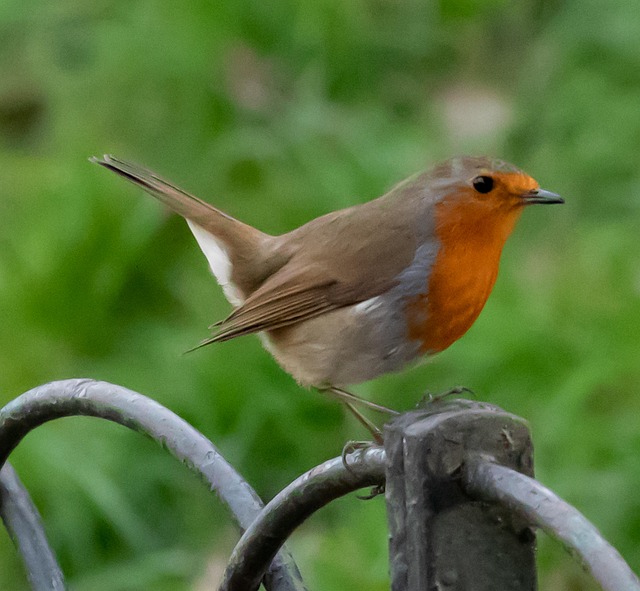 Robins feeding on low garden tray