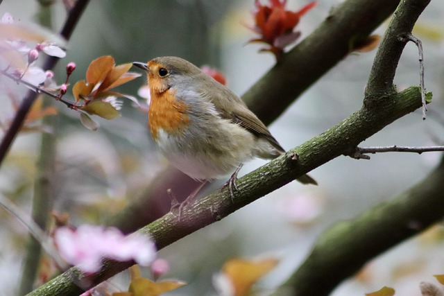 Robins feeding on low garden tray