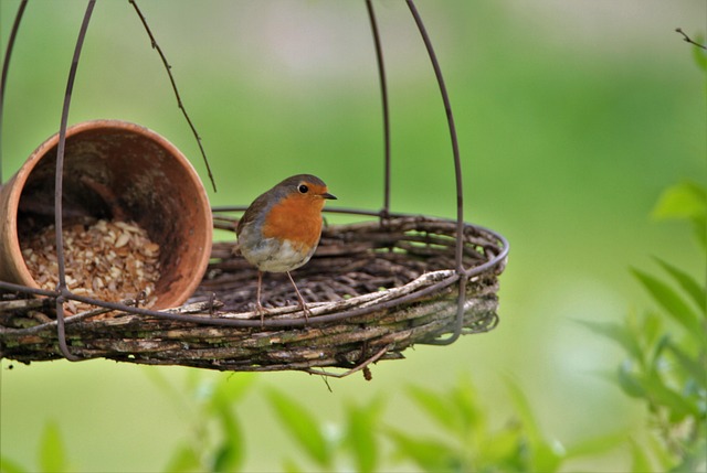 Robins feeding on low garden tray