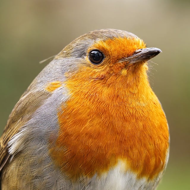 Robins pecking at scattered seed