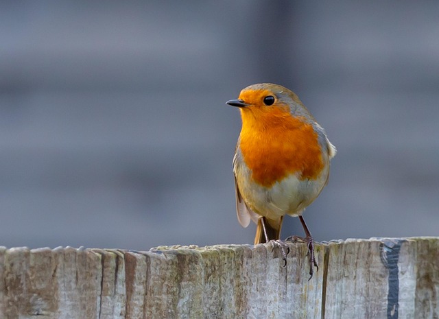 Robins pecking at sunflower heart mix