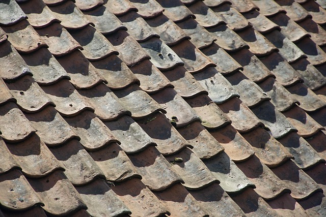 Rustic bird box with roof shingles