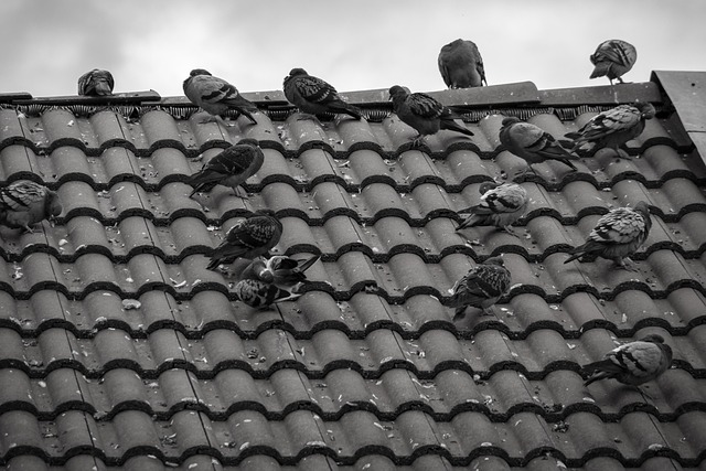 Rustic bird box with roof shingles
