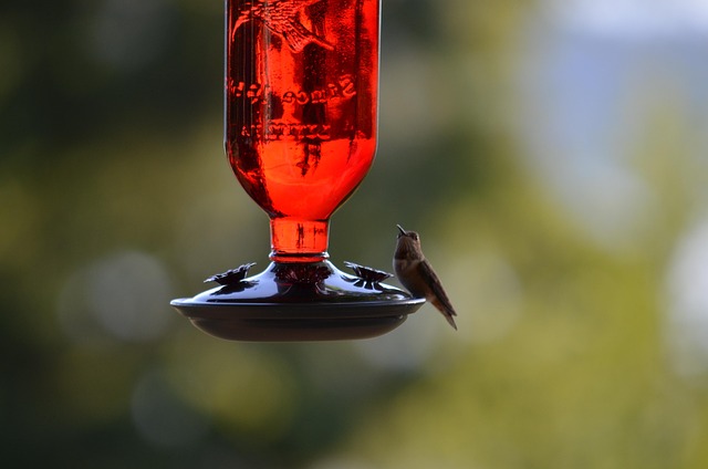 Scoop pouring sunflower hearts into feeder