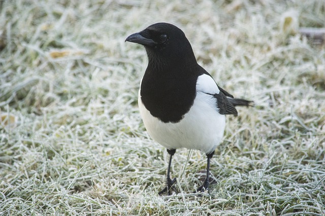 Seasonal bird feeding guide with UK birds