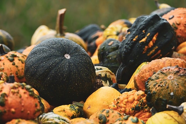 Seasonal bird food subscription assortment