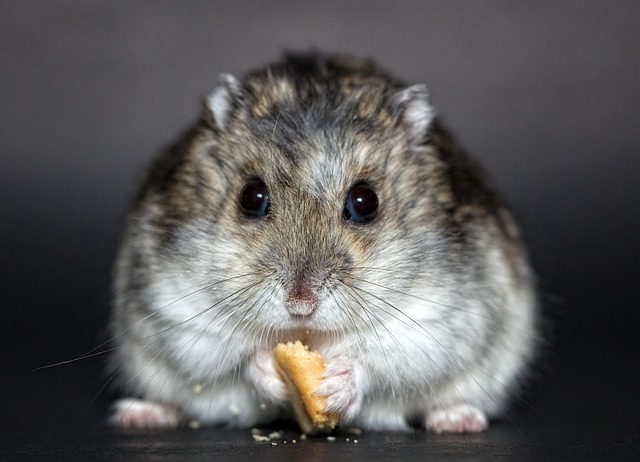 Seed feeder with rodent exclusion features